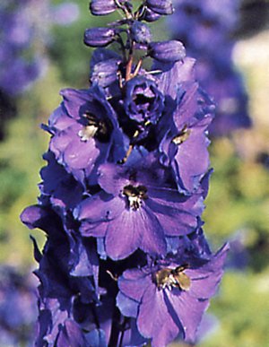 Rocket Larkspur